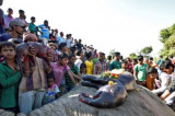 Assam: Speeding train kills 3 elephants, toll rises to 8 in a month