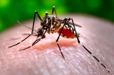 Chikungunya thrives in Karachi’s five towns