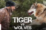 Tiger Zinda Hai Promo – Tiger vs Wolves | Salman Khan | Katrina Kaif | Ali Abbas Zafar
