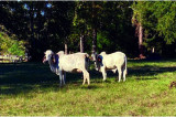 Saratoga Serendipity: A New Gir Cow Farm & Retreat in East Texas