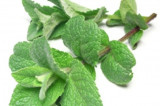 Herbal Medicine – The Power of Peppermint