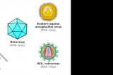 The Healthy Dose – Viruses The Healthy Dose – Viruses