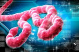 New blood test detects Ebola within minutes New blood test detects Ebola within minutes