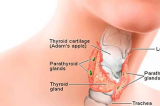 How to Help Your Thyroid With Virgin Coconut Oil How to Help Your Thyroid With Virgin Coconut Oil