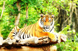 Prakratik USA Benefit for People and  Tigers of Ranthambore, Aug 22