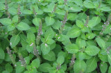 Why is it forbidden to chew tulsi leaves?