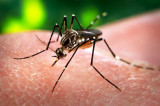 How the Zika virus spread around the world