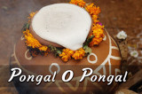 Pongal O’ Pongal: More than a Harvest Festival