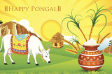 Pongal 2016: From Cooking Up a Feast to Decorating Rangolis and Bull Baiting