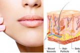 Skin Specialty Series Part II Skin Specialty Series Part II