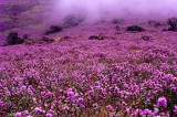 Best time to visit Kerala, Munnar’s famed neelakurinji flower to bloom after 12 years
