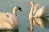 STORY OF SWANS: IMPORTANCE OF GURU AAGYA STORY OF SWANS: IMPORTANCE OF GURU AAGYA