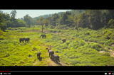 Junglee | Official Teaser | Vidyut Jammwal | Chuck Russell | In Cinemas 5th April 2019
