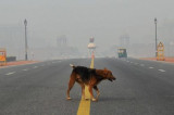 Paws for breath: India’s pampered pooches get clean air as people choke on smog