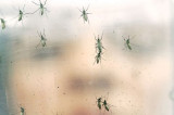 Brazilian gene resulting in birth defects missing in Indian zika virus: ICMR Brazilian gene resulting in birth defects missing in Indian zika virus: ICMR