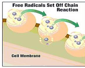 Free radicals can be destructive within a cell.