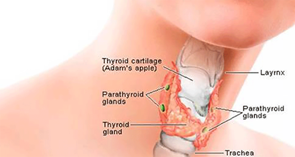how-to-help-your-thyroid-with-virgin-coconut-oil
