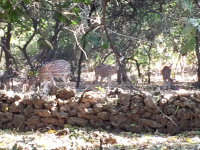 Gir National Forest is a protected area for lions, deer, neelgai and peacocks. The lion population has increased to 522, but they are to be seen in only early morning or evening when they come to drink out of the streams and brooks.
