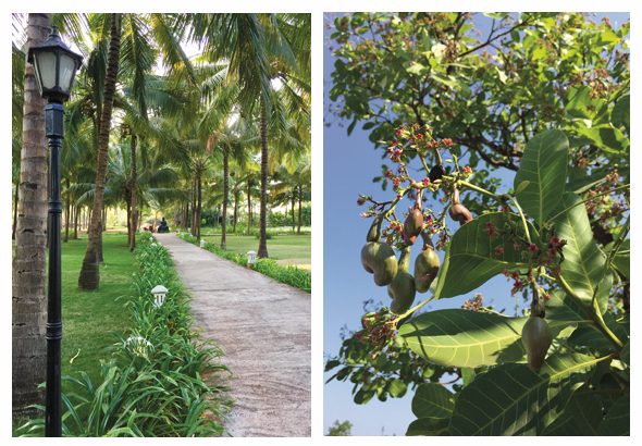 The 300-mile Konkan coast is luscious with palm and coconut trees, jack fruit, and cashews (right). The local Malvani cruisine includes dishes made of pomfret fish and crustaceans such as shrimp, crab and lobster.