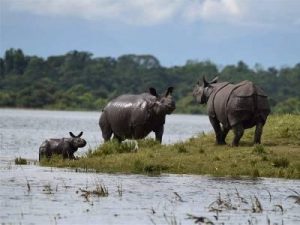 Indian one-horned Rhinos stand at an elevated area inside the flood affected Kaziranga National Park. (PTI photo)