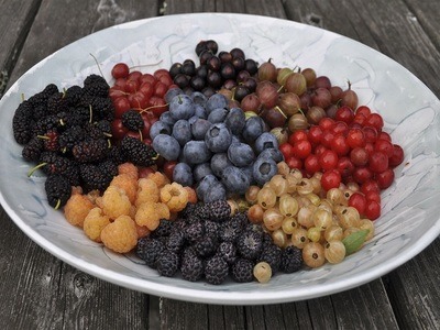 This undated photo shows a bowl of berries grown and harvested in New Paltz, N.Y. Berries are the quintessential summer fruit but, with choice of appropriate varieties, raspberries, blackberries, and blueberries can go on to yield their delectable bounty into fall. (Lee Reich via AP)