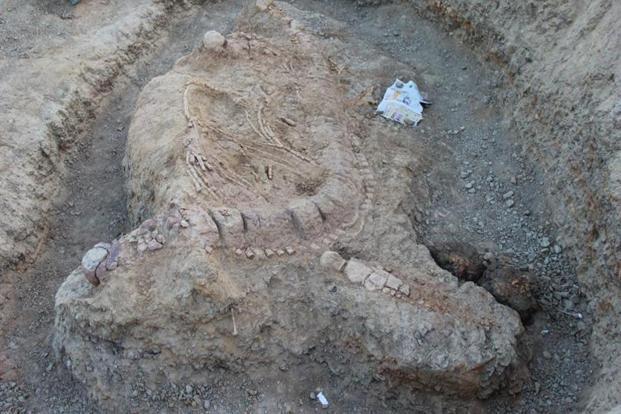 The fossil of the ichthyosaur at the excavation site near lodai village in Kutch district of Gujarat. Photo: Courtesy Guntupalli VR Prasad